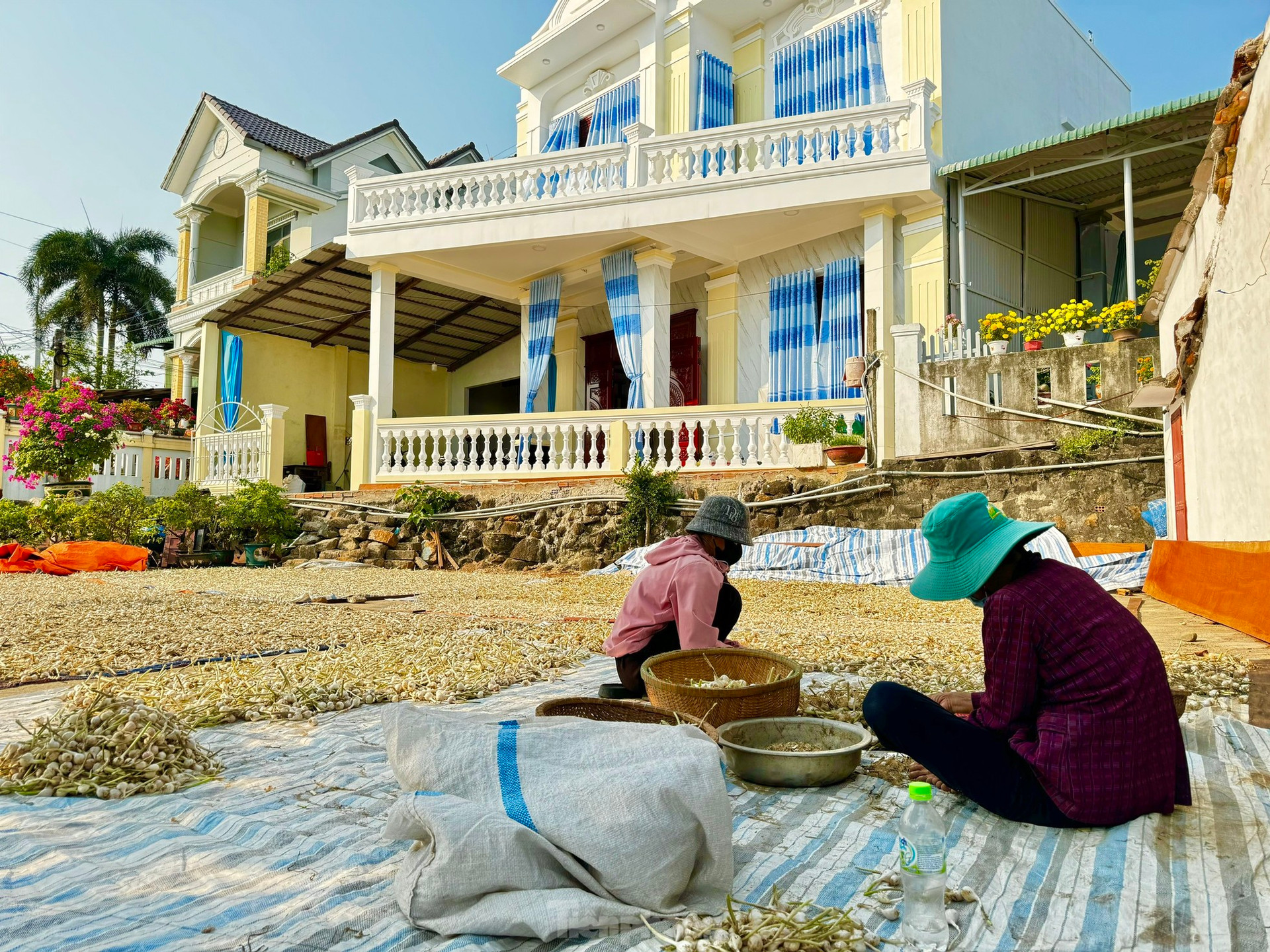 Tỏi Lý Sơn được mùa, nông dân chưa kịp vui đã méo mặt ảnh 26