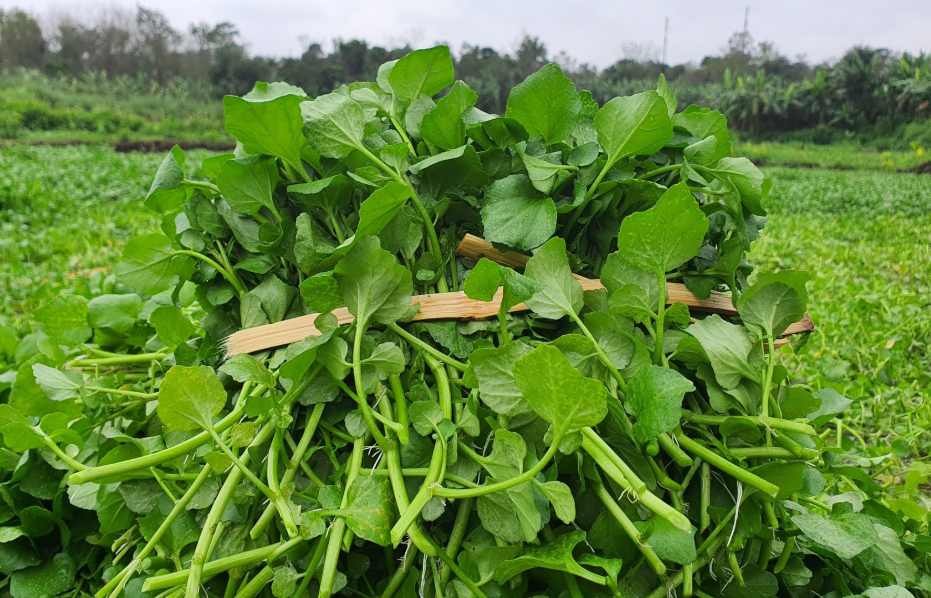 Mỹ công bố 10 loại rau tốt nhất thế giới: Top 1 là ‘thần dược của người nghèo’, có đầy ở Việt Nam nhưng nhiều người không biết để ăn - ảnh 2