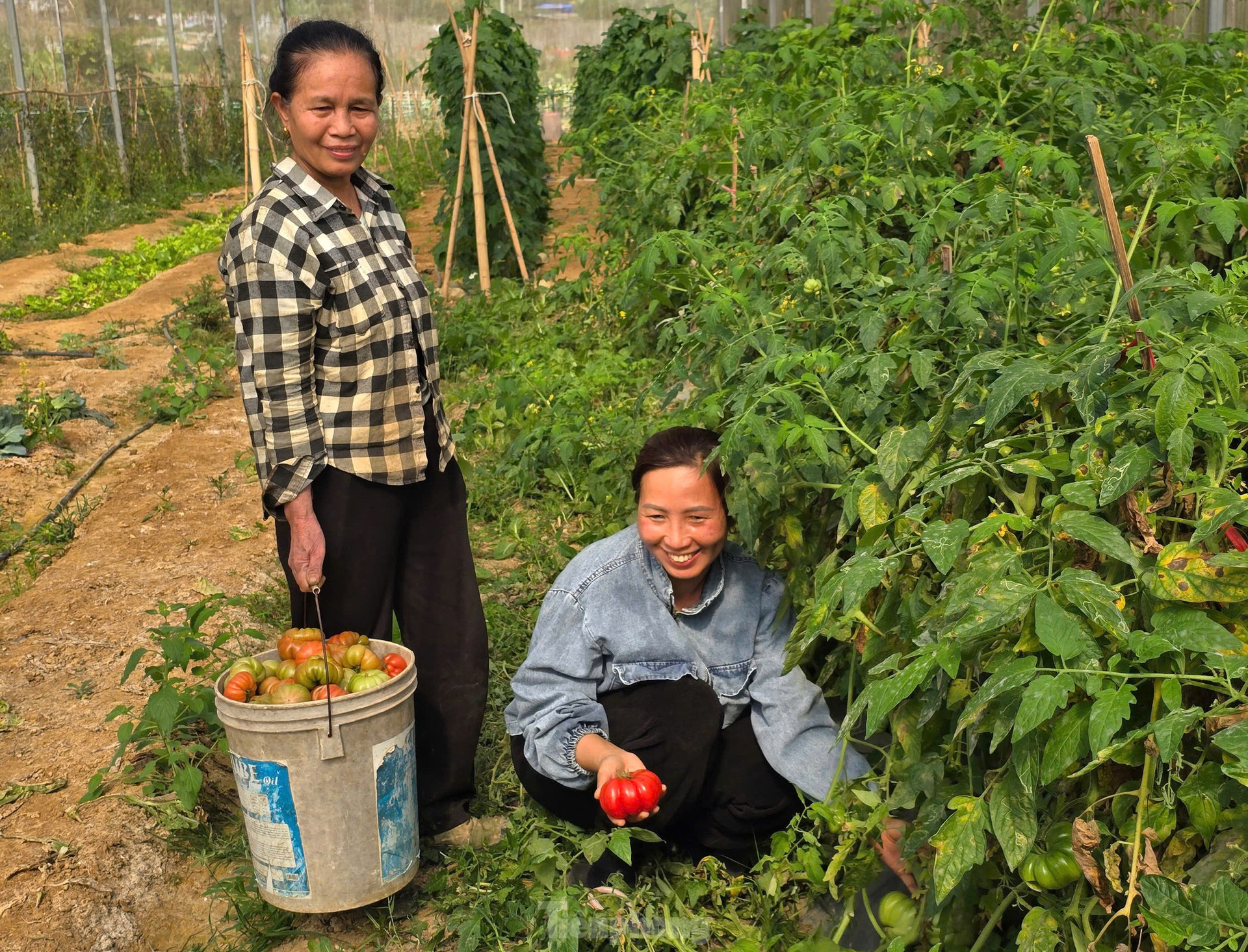 Người phụ nữ dân tộc Thái 'bỏ túi' nửa tỷ mỗi năm nhờ rau sạch ảnh 6