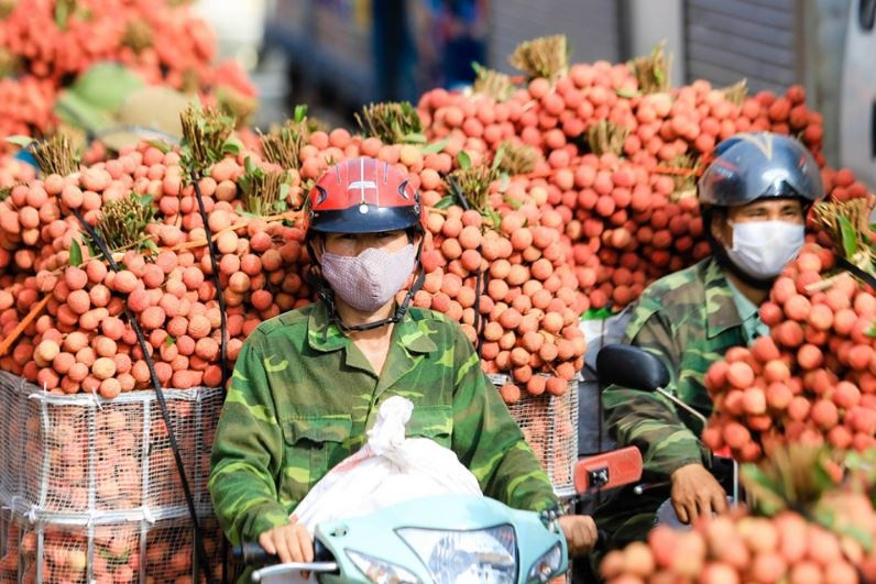 Thủ phủ vải thiều kỳ vọng vụ mùa 2025 bội thu, sẵn sàng chinh phục thị trường thế giới