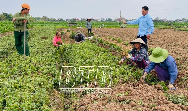 Nông dân Thái Bình đổi đời nhờ trồng \\\'cây thuốc vàng\\\', có nơi thu hàng chục tỷ mỗi năm: Bà con vui như mở hội