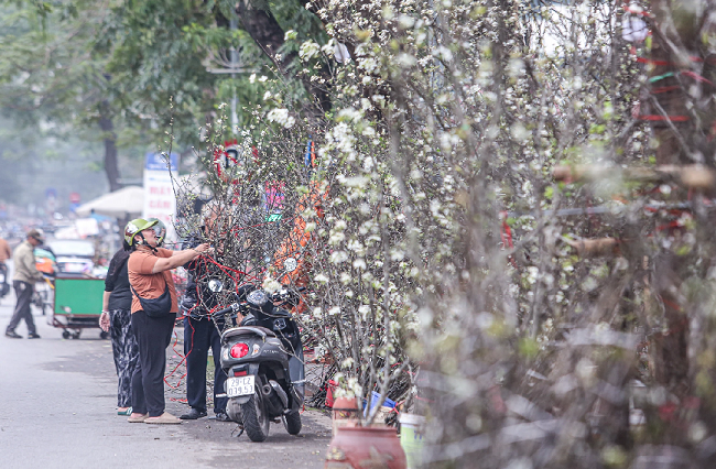 Hoa lê rừng Tây Bắc đổ bộ 'xuống phố' sau Tết: Giá tiền triệu vẫn hút khách