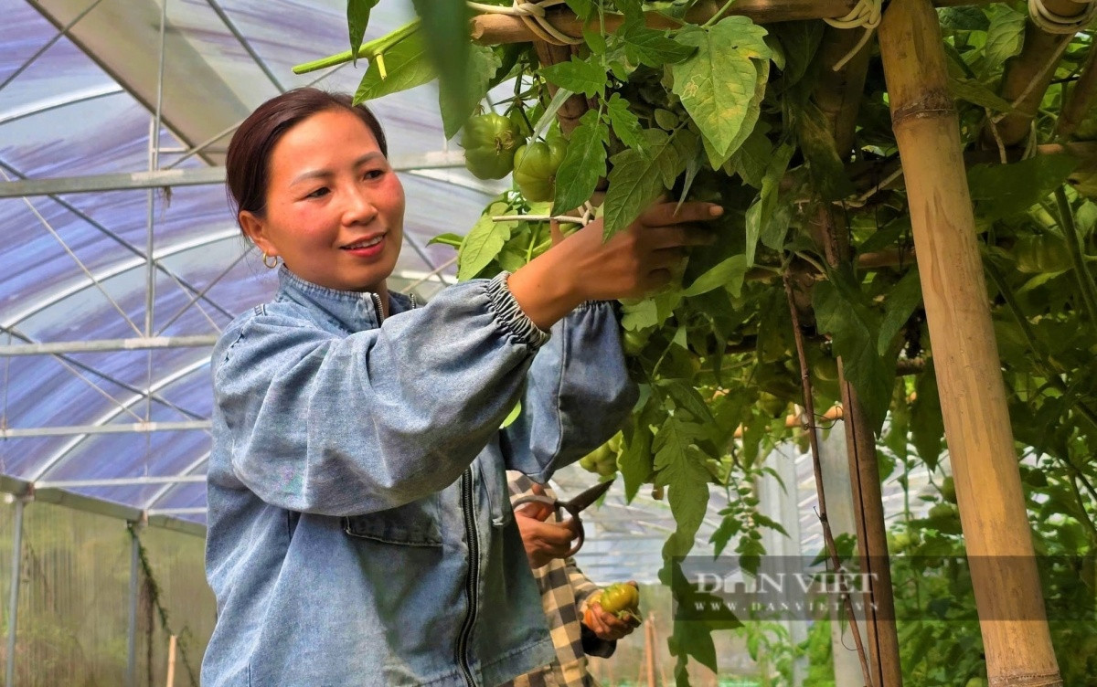 Bà chủ nhà hàng táo bạo rẽ hướng, trồng loại quả tí hon nhưng được ví như ‘lực sĩ’: Thu nửa tỷ mỗi năm