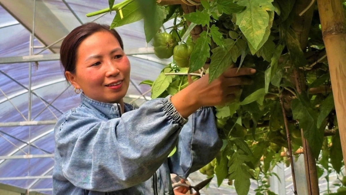 Bà chủ nhà hàng táo bạo rẽ hướng, trồng loại quả tí hon nhưng được ví như ‘lực sĩ’: Thu nửa tỷ mỗi năm