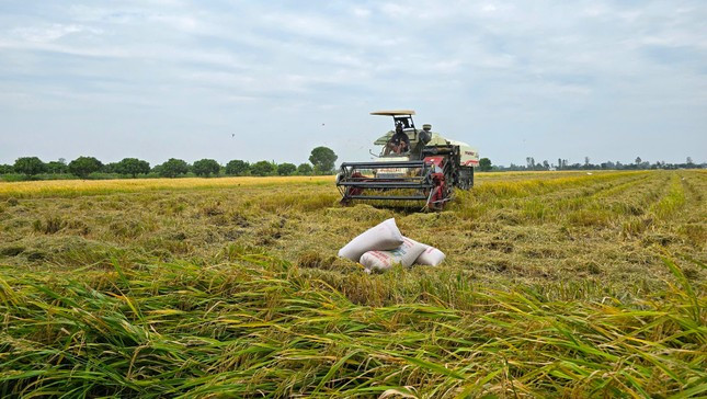 'Gạo Việt Nam không bao giờ ế, đừng lo' ảnh 1