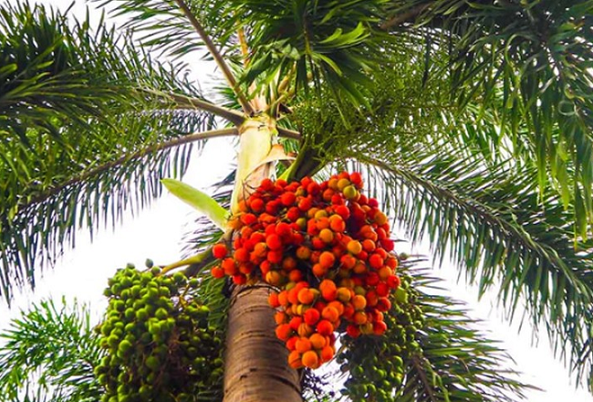 Loại quả ở quê trồng làm cảnh xưa rụng đầy không ai ăn, nay thành món đặc sản lạ giá đắt đỏ