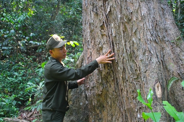 Loại gỗ nằm trong Sách Đỏ Việt Nam, là báu vật phong thủy mà người Trung Quốc ‘khát khao’