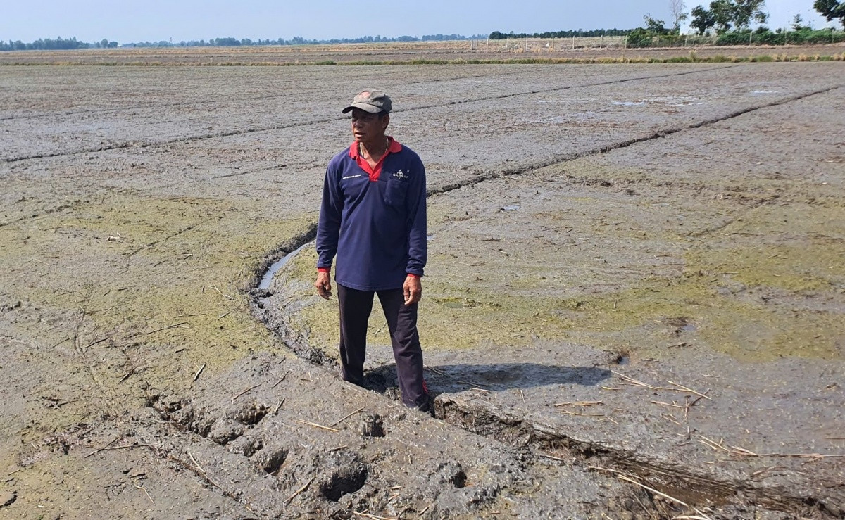 Nông dân Long An thành tỷ phú nhờ ứng dụng công nghệ: Trên trồng cây triệu đô, dưới cánh đồng lúa bội thu