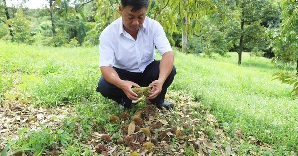 Người dân ‘xã tỷ phú’ ở Lâm Đồng rơi vào cảnh lao đao: Cây triệu đô liên tục rụng hoa, quả non là rơi