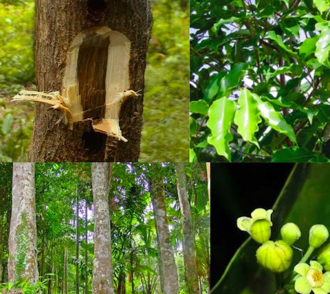 Loại cây được ví như ‘vàng lỏng lộ thiên’, nhập giống từ Trung Quốc nhưng mang về hàng tỷ đồng/kg cho Việt Nam