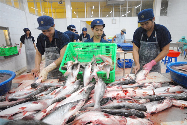 Loại 'cá tỷ đô' của Việt Nam 'bơi' sang Thái Lan siêu đắt hàng: Góp mặt trong buffet, nhà hàng quốc tế