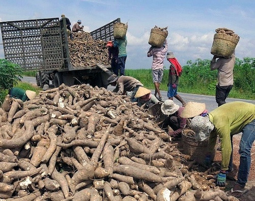 Từng là mặt hàng xuất khẩu tỷ USD, nay loại nông sản này rớt giá chỉ còn chưa đến 2.000 đồng/kg