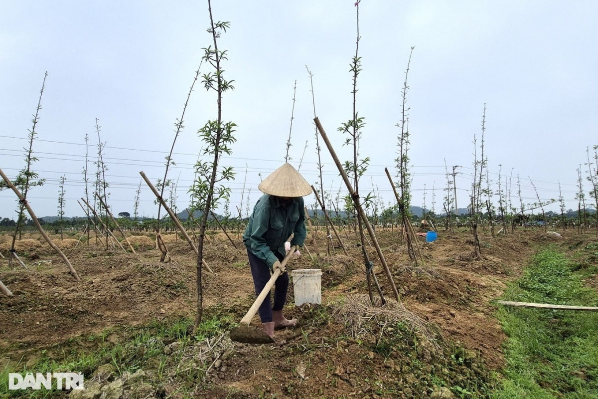 Nông dân Thanh Hoá nhanh nhạy khi bỏ lúa chuyển sang trồng loại cây có trong mỗi nhà dịp Tết: Cả làng ‘phất lên như diều gặp gió’