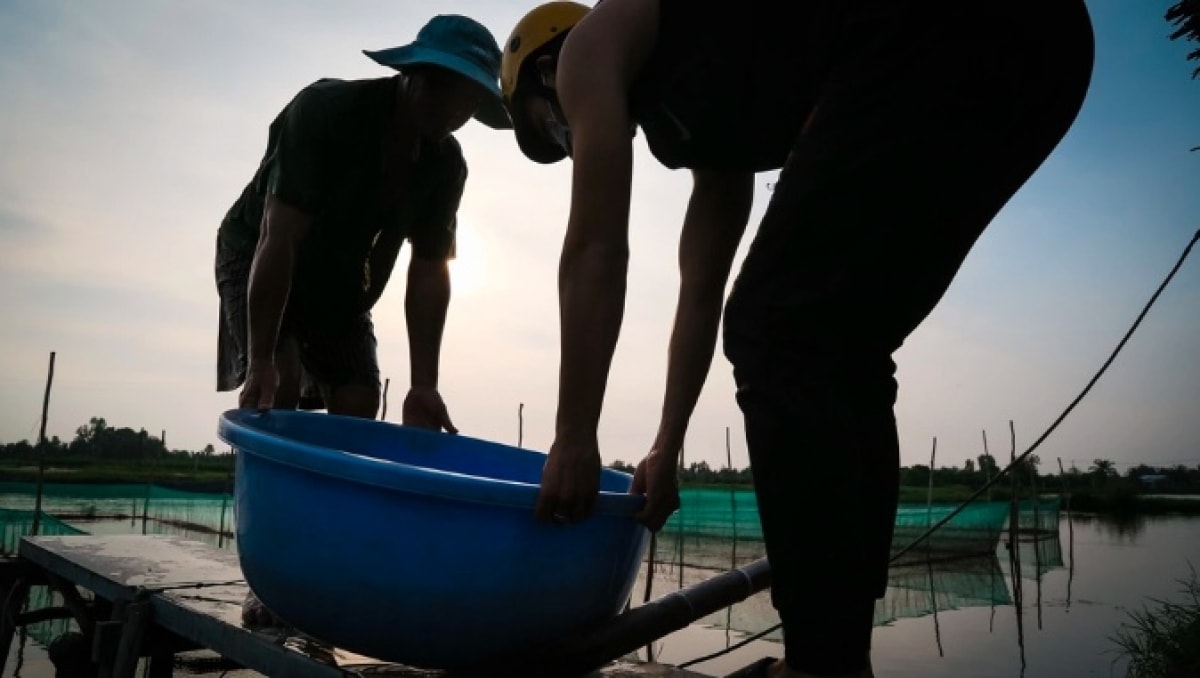 Từ ao nhà đến trời Âu: Bước chuyển mình của làng cá triệu đô giữa lòng TP Hồ Chí Minh