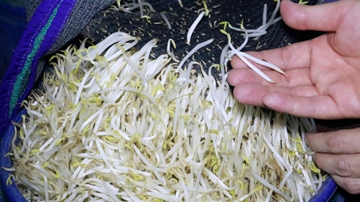 Vụ 3.500 tấn giá đỗ ngâm hóa chất 'nước kẹo' ở Nghệ An: Nhận diện giá sạch để bảo vệ sức khỏe gia đình