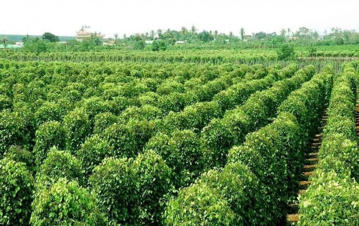 'Vàng đen' của ngành nông sản Việt lập kỷ lục xuất khẩu: Giá tăng gần gấp đôi, đối mặt thách thức thuế quan tại Mỹ