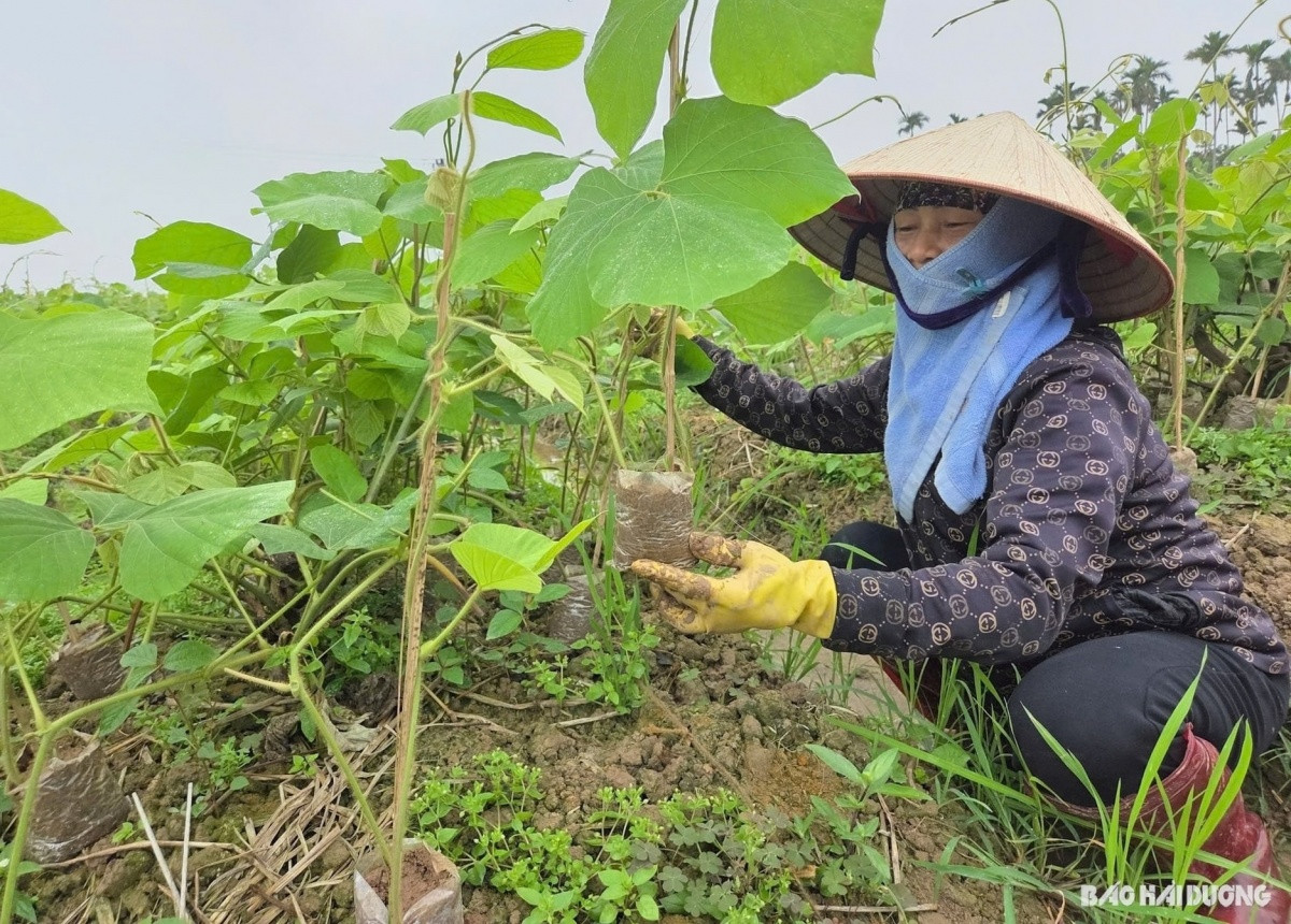 Nông dân Hải Dương thu lời 50 triệu/sào nhờ ươm mầm giống cây này, chuyên gia lại cảnh báo phải cẩn trọng