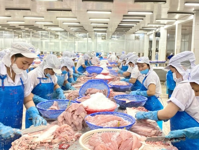 Thị trường đang tiêu thụ cá tra Việt Nam lớn nhất ảnh 2