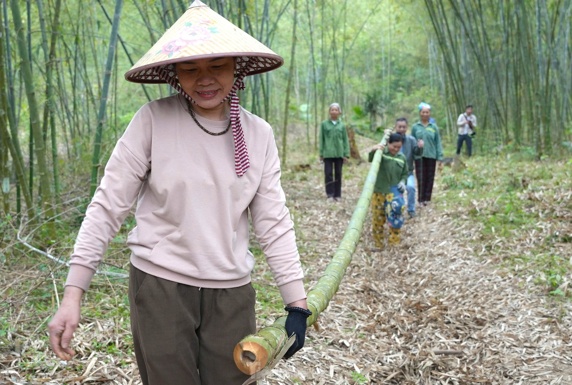 Loài cây chỉ trồng 1 lần, không cần chăm sóc, thu hoạch cả đời ảnh 10