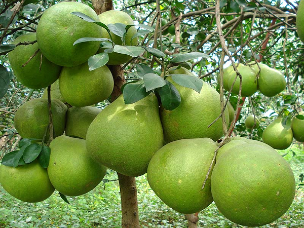 Một loại quả Việt Nam 'hái ra tiền': Xuất khẩu đạt 17,5 triệu USD chỉ trong 3 tháng, lọt top 10 mặt hàng rau quả xuất khẩu hàng đầu