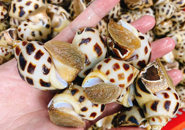 Một 'kho báu dưới nước' của Việt Nam được Trung Quốc cực kỳ ưa chuộng: Thu về gần 16 triệu USD chỉ trong 3 tháng