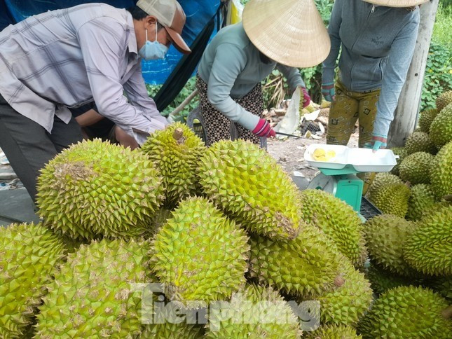 Cám cảnh 'trái cây vua': Tiểu thương thờ ơ, người trồng mỏi mòn chờ khách ảnh 1
