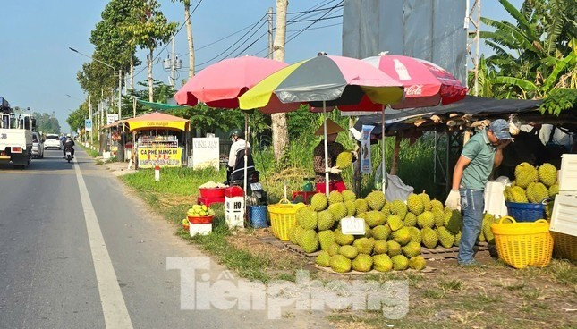 Cám cảnh 'trái cây vua': Tiểu thương thờ ơ, người trồng mỏi mòn chờ khách ảnh 2