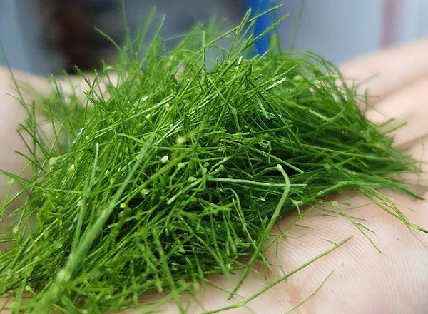 Đừng chỉ ăn quả, lá cây này quý như 'nhân sâm người nghèo': Giá rẻ như cho ngoài chợ, người Việt thường dùng mà không biết công dụng