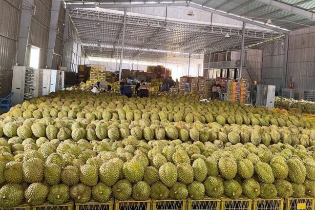 'Vua trái cây' rớt giá thảm: Đằng sau việc nhà nhà, người người trồng sầu riêng ảnh 2