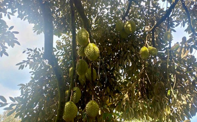 'Vua trái cây' rớt giá thảm: Đằng sau việc nhà nhà, người người trồng sầu riêng ảnh 1
