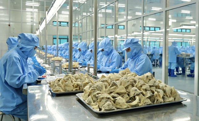 Lý do người Trung Quốc chưa biết nhiều về tổ yến Việt Nam ảnh 2