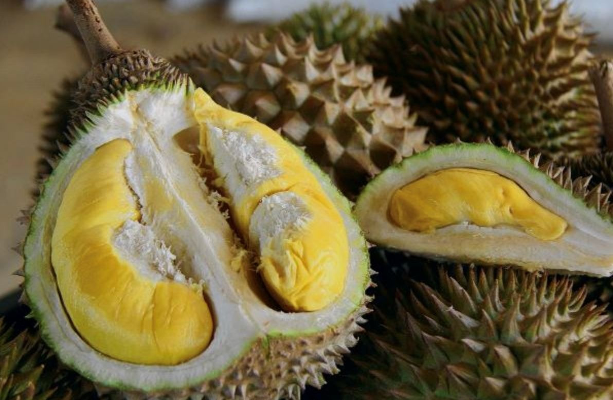 Xuất hiện giống sầu riêng vua chúa, giá gần 800.000 đồng/kg, cạnh tranh sòng phẳng với sầu Việt