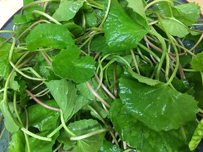 Rau má - từ rau dại ven đường thành 'nhân sâm xanh' phố thị: Giá bán khiến nhiều người ngạc nhiên