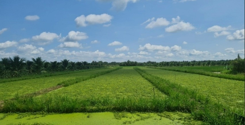 Nông dân Trà Vinh nhổ lúa trồng thứ rau đặc sản: Thu hoạch đến đâu thương lái gom sạch, thu nhập 9 con số/tháng