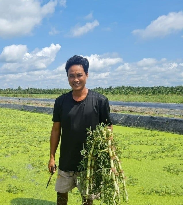 Nông dân Trà Vinh nhổ lúa trồng thứ rau đặc sản: Thu hoạch đến đâu thương lái gom sạch, thu nhập 9 con số/tháng