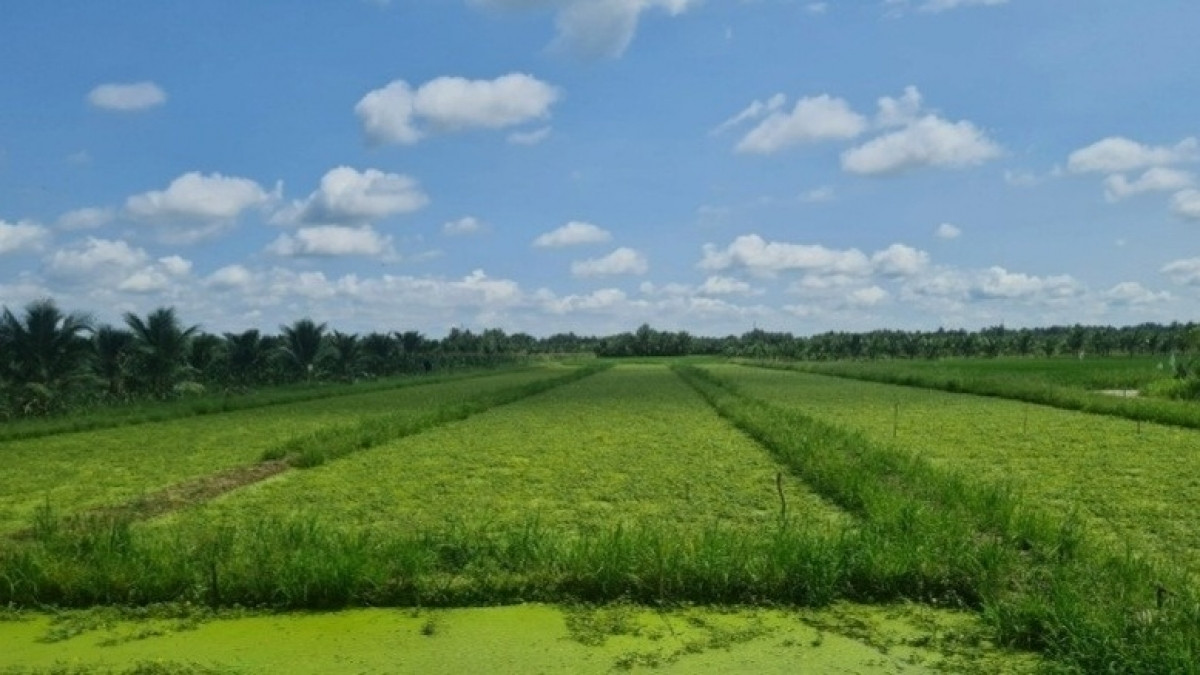 Nông dân Trà Vinh nhổ lúa trồng thứ rau đặc sản: Thu hoạch đến đâu thương lái gom sạch, thu nhập 8 con số/tháng