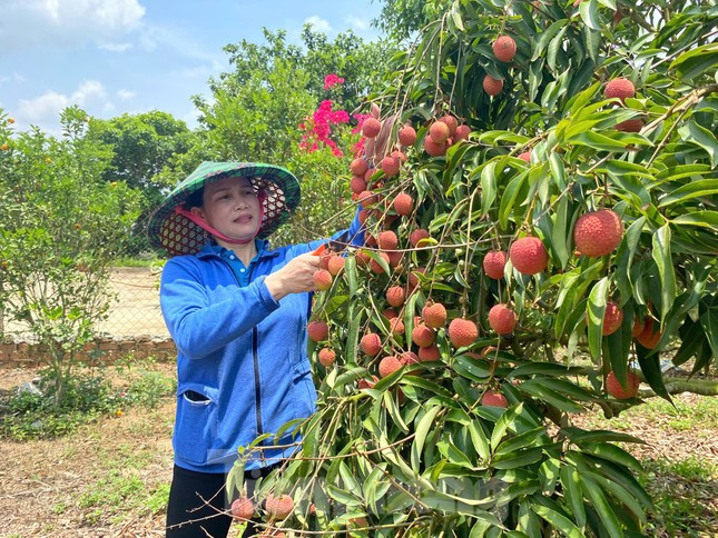 Vải thiều Đắk Lắk chín sớm, ồ ạt xuất ngoại ảnh 1