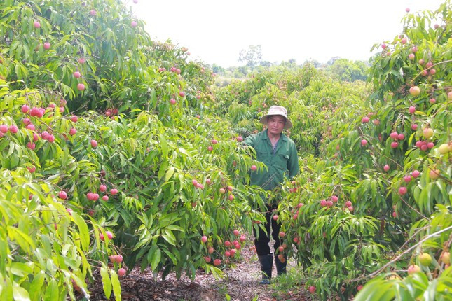 Vải thiều Đắk Lắk chín sớm, ồ ạt xuất ngoại ảnh 4
