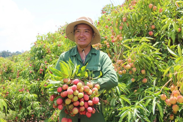 Vải thiều Đắk Lắk chín sớm, ồ ạt xuất ngoại ảnh 2