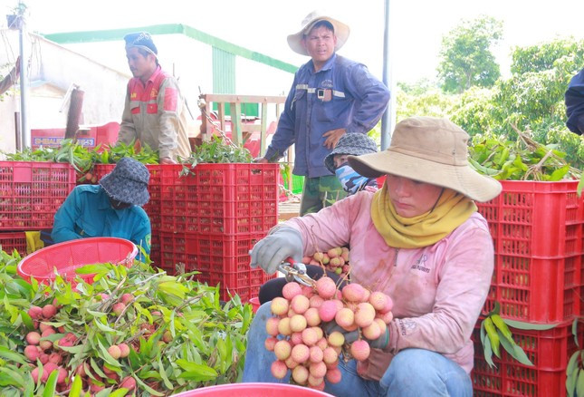 Vải thiều Đắk Lắk chín sớm, ồ ạt xuất ngoại ảnh 3