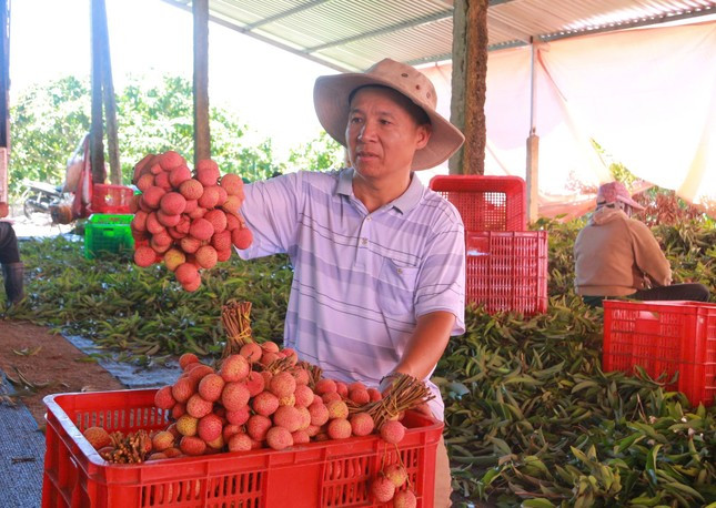 Vải thiều Đắk Lắk chín sớm, ồ ạt xuất ngoại ảnh 7