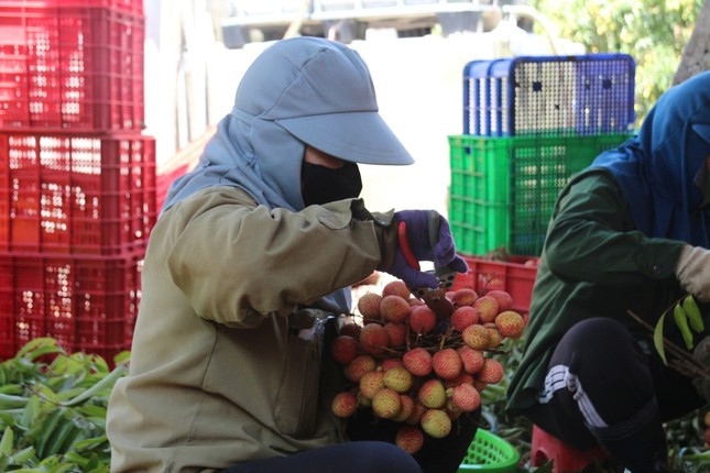 Vải thiều Đắk Lắk chín sớm, ồ ạt xuất ngoại ảnh 6