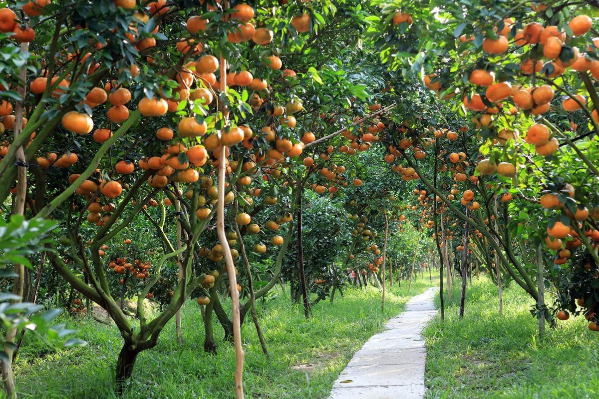 Sau sáp nhập, tỉnh này không chỉ bé nhất miền Nam Việt Nam mà còn sở hữu bãi cát đen ‘đắt giá’ nổi tiếng nhất cả nước- Ảnh 5. Sau sáp nhập, tỉnh này không chỉ bé nhất miền Nam Việt Nam mà còn sở hữu bãi cát đen ‘đắt giá’ nổi tiếng nhất cả nước- Ảnh 5.