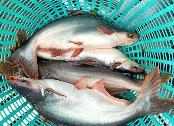 Bất ngờ loại cá bán đầy chợ Việt, giá rẻ lại 'được lòng' quốc gia giàu nhất Nam Mỹ