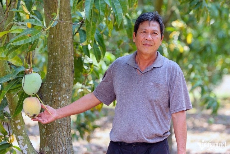 Từng là loại quả được Trung Quốc ưa chuộng nay thất bát bán hơn 1.000đ/kg, nông dân Khánh Hòa rơi vào cảnh lao đao