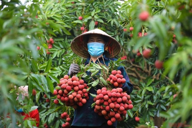 Sầu riêng 'vấp ngã' khiến xuất khẩu rau quả lao dốc ảnh 3