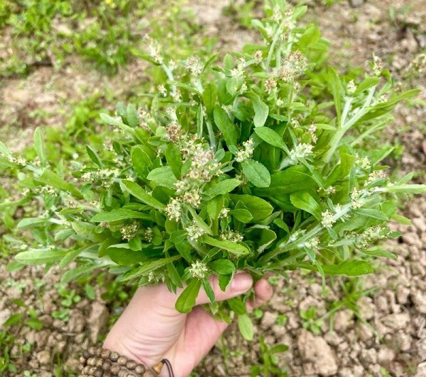 Loại rau xưa có đầy cho gà ăn nay bỗng thành đặc sản giá cao ngất, chị em nội trợ đua nhau săn lùng
