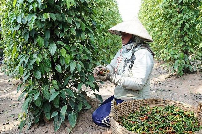 Lý do Việt Nam phải chi hàng chục triệu USD nhập khẩu hồ tiêu mỗi tháng ảnh 1