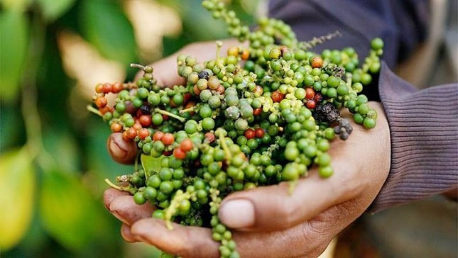 Lý do Việt Nam phải chi hàng chục triệu USD nhập khẩu hồ tiêu mỗi tháng ảnh 2