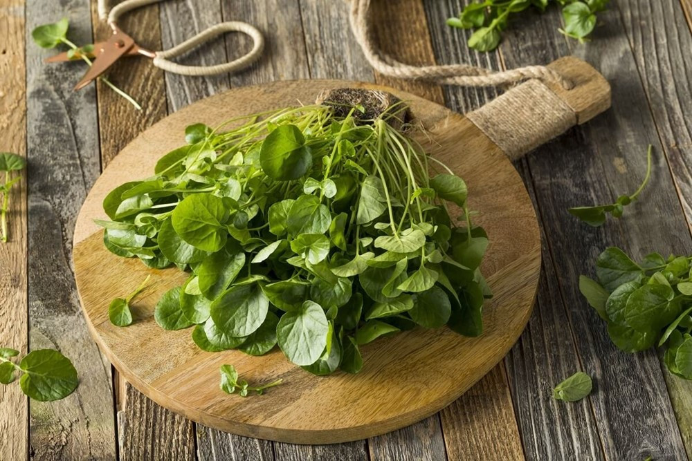 1 loại rau mọc đầy ở Việt Nam được CDC Mỹ công nhận là ‘siêu thực phẩm’ chống ung thư tốt nhất thế giới, lại cực tốt cho tim mạch và xương khớp - ảnh 1